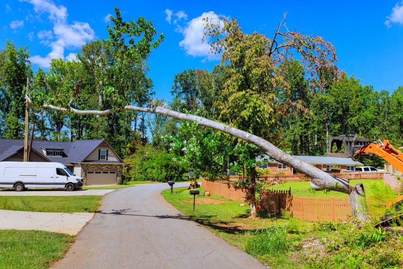 Cost of Emergency Tree Removal in Petaluma, CA