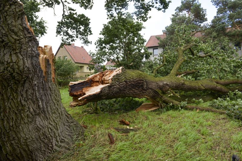 fallen tree removal services