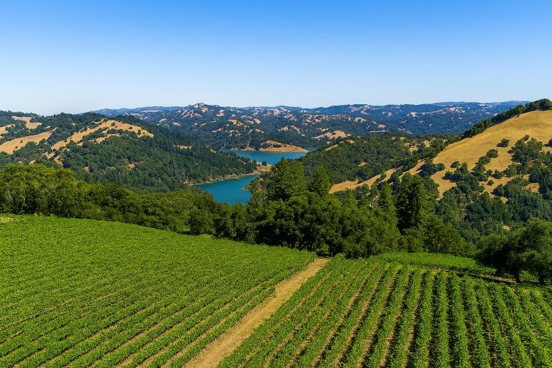 Tree Removal Service in Sonoma County, CA