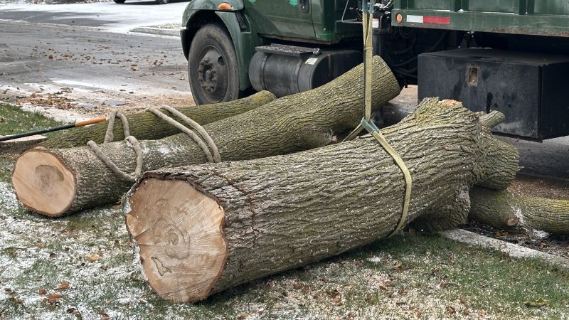 When To Get Tree Removal in Petaluma