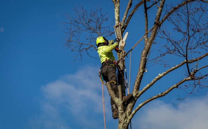 Who Provides Tree Removal Services in Petaluma CA