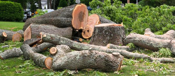 Large Tree Removal in Petaluma