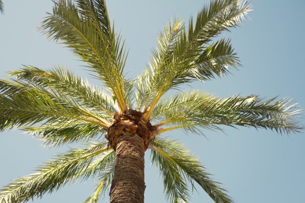 Palm Tree Removal in Petaluma