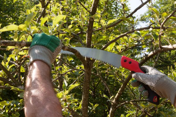 Small Tree Removal in Petaluma