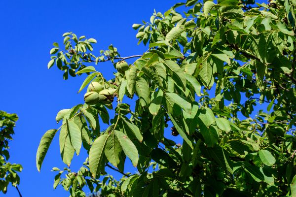 Cost of Walnut Tree Removal in Petaluma