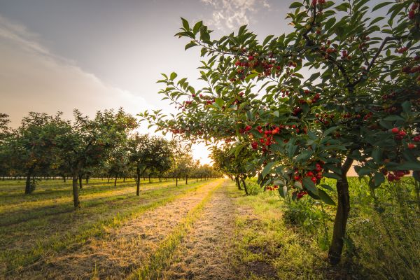 Cost of Cherry Tree Removal in Petaluma