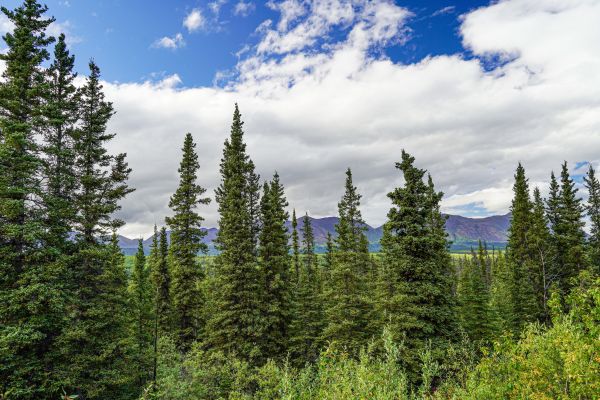 Cost of Spruce Tree Removal in Petaluma