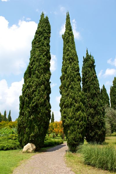 Cost of Cypress Tree Removal in Petaluma