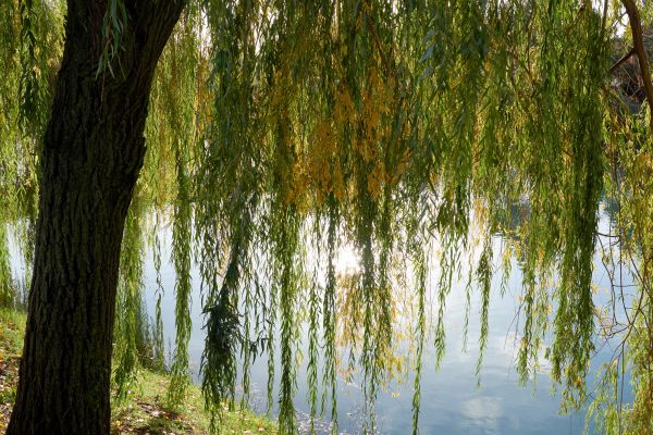 Cost of Willow Tree Removal in Petaluma