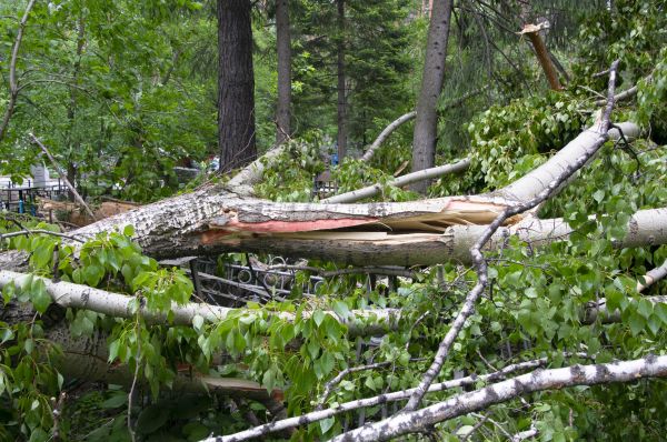 Cost of Birch Tree Removal in Petaluma