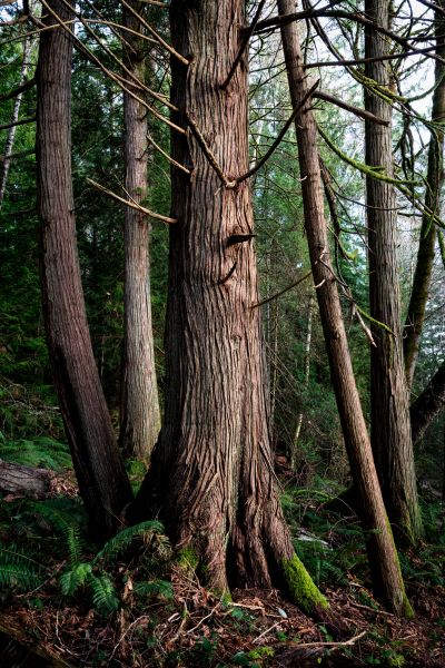 Cost of Cedar Tree Removal in Petaluma