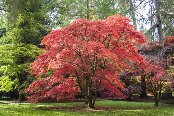 Cost of Maple Tree Removal in Petaluma