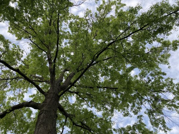 Cost of Oak Tree Removal in Petaluma