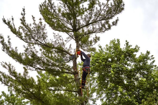 Cost of Pine Tree Removal in Petaluma