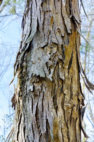 Cost of Hickory Tree Removal in Petaluma