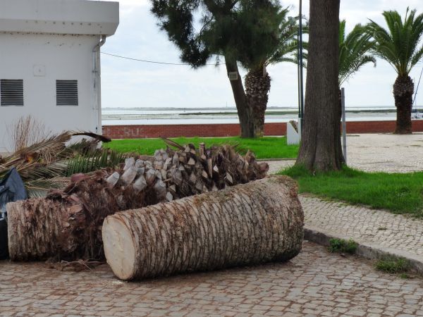 Palm Trees Removal in Petaluma