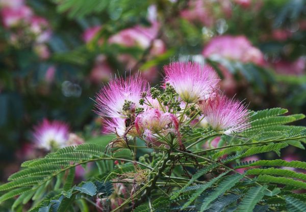 Cost of Mimosa Tree Removal in Petaluma