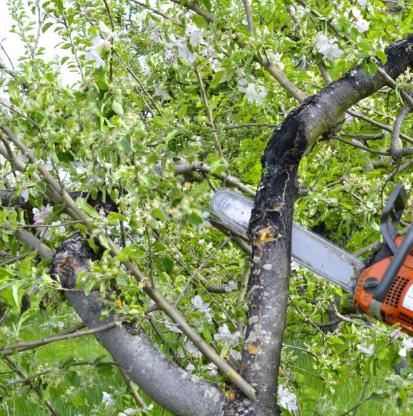 Cost of Apple Tree Removal in Petaluma