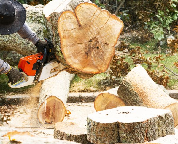 Tree Removal Service in Petaluma