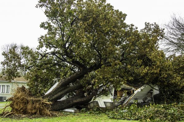 Fallen Tree Removal in Petaluma