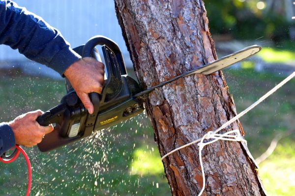 Dead Tree Removal in Petaluma