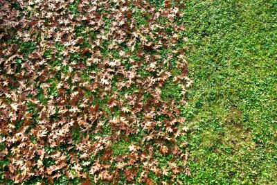 Healthy Lawn