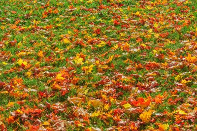 Leaf Disposal