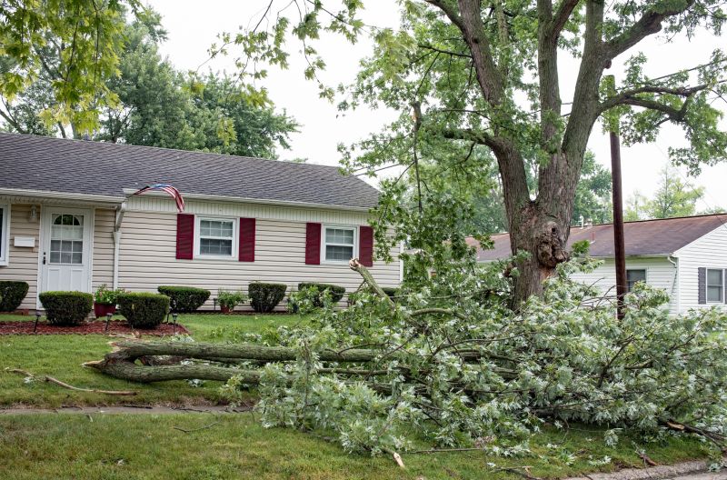 Tree on Residential Property