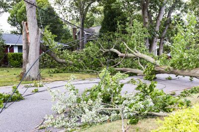 Storm-Downed Tree in Yard