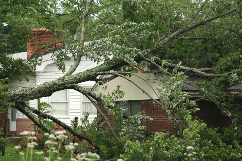 Tree on Power Lines