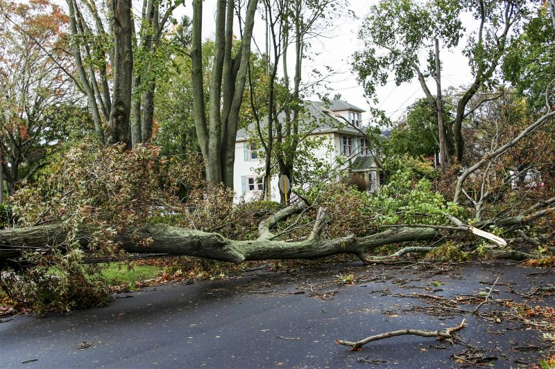 Large Tree on Commercial Property