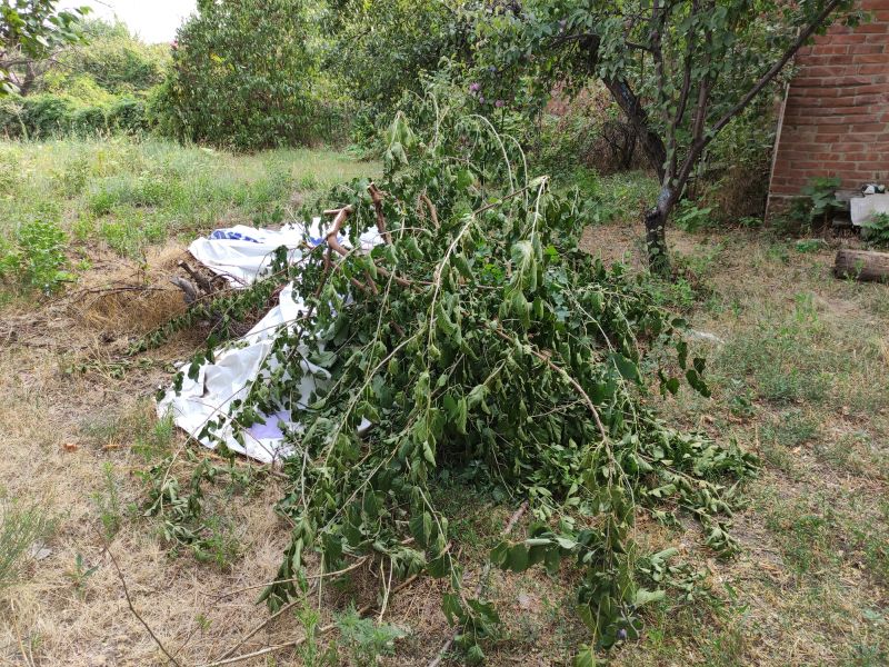 Tree Debris Cleanup