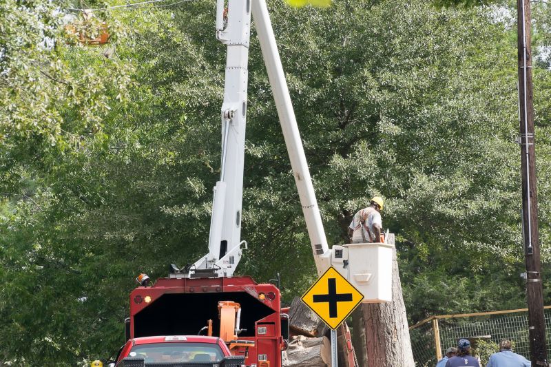 Tree Removal Service detail