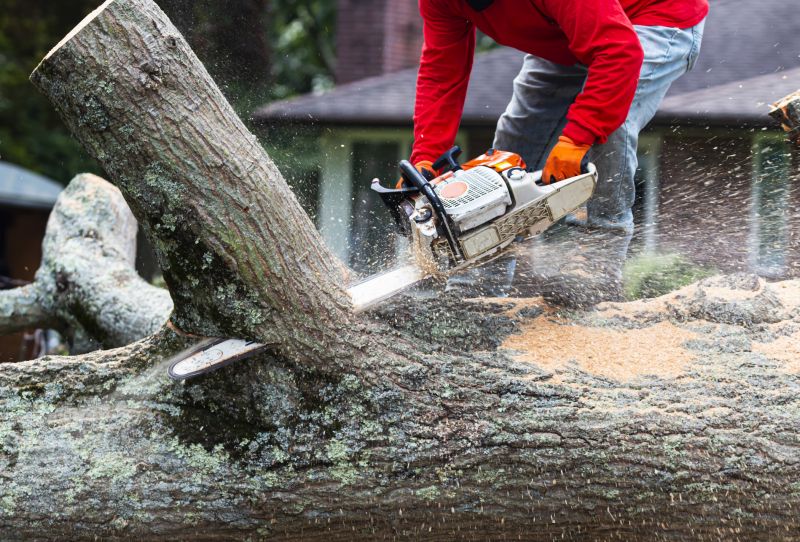 Maple Tree Removal