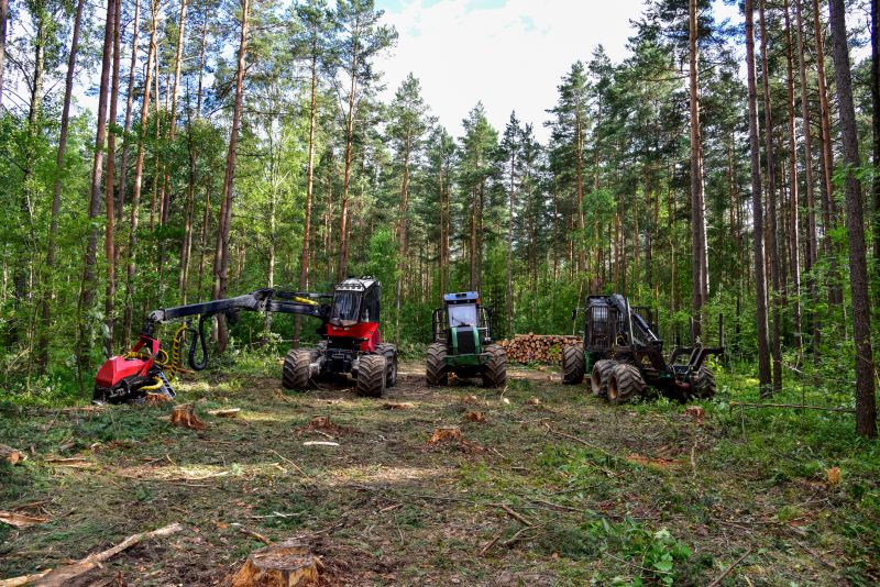 Spruce Tree Removal