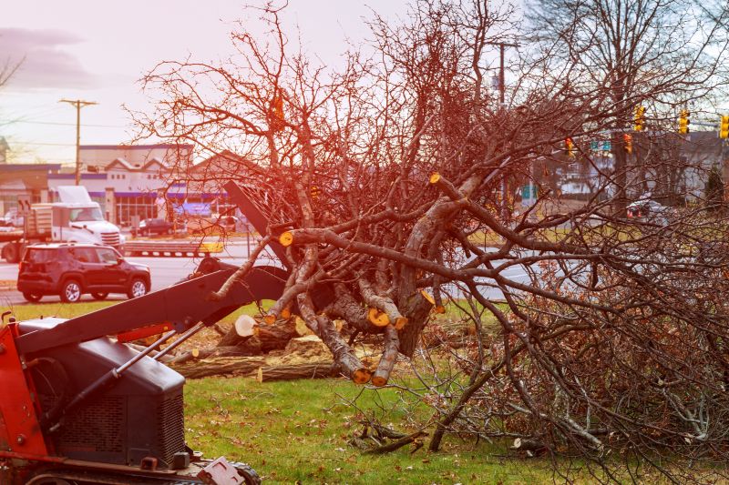 Tree Removal Equipment in Action