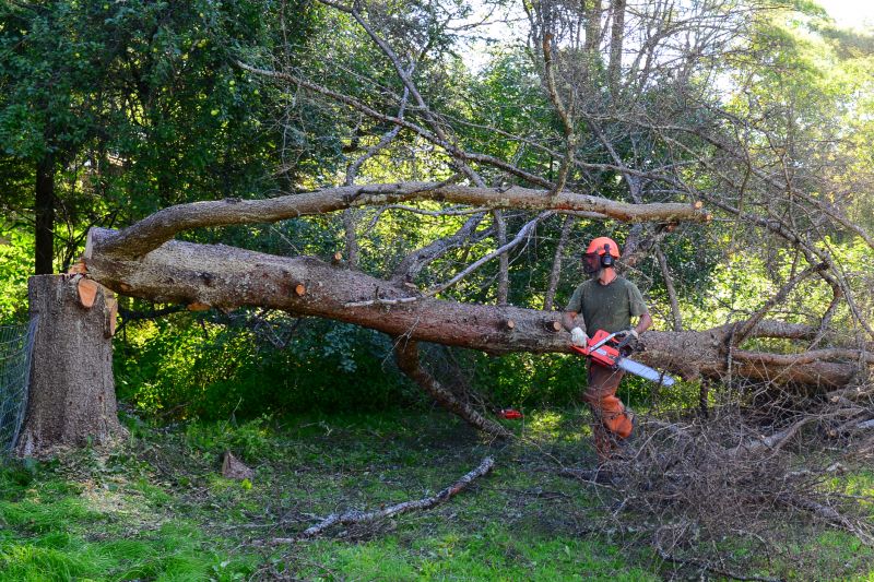 Tree Felling and Cleanup