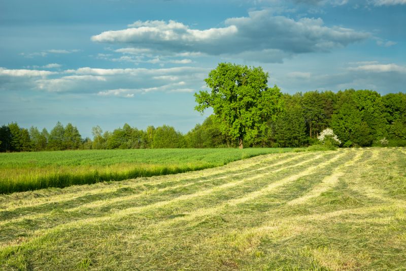 Post-Removal Landscape