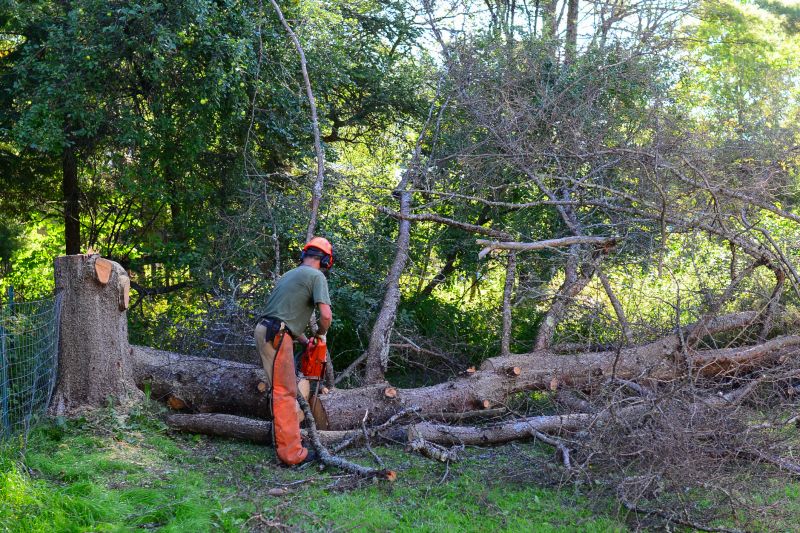 Tree Removal in Progress