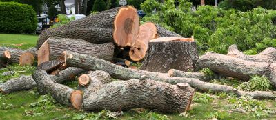 Local Tree Care Companies