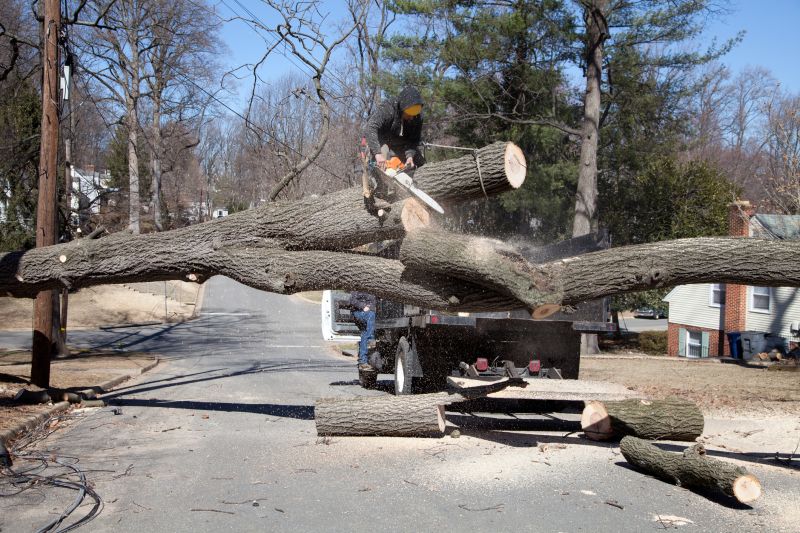 Specialized Tree Removal Teams