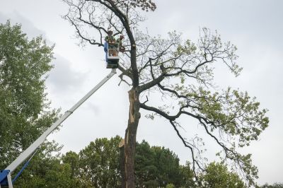 Utility Line Clearance Crews