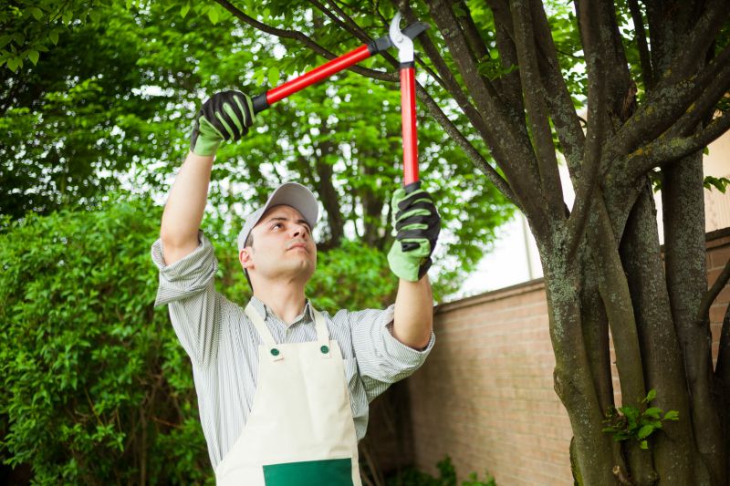 Off-Season Tree Removal