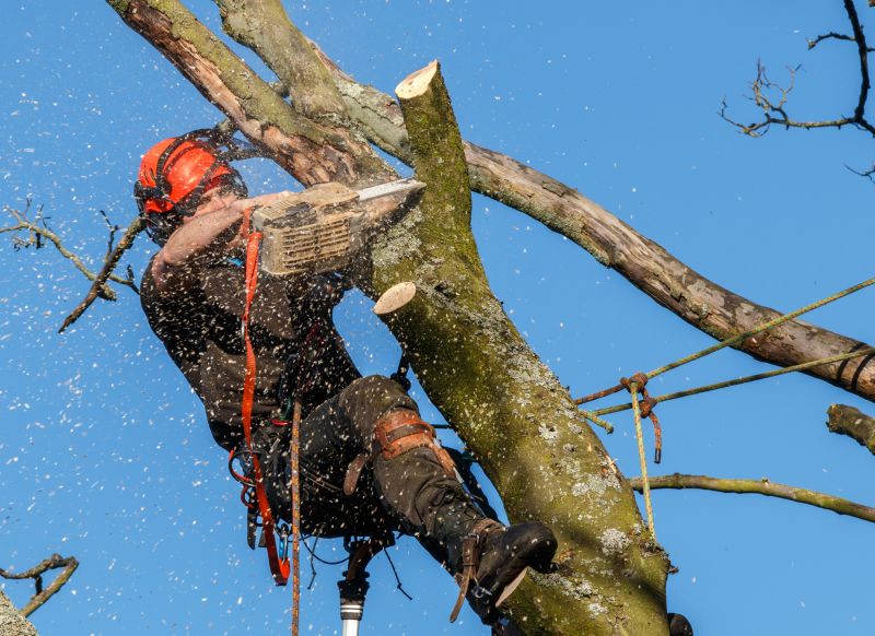 Pre-Storm Tree Maintenance